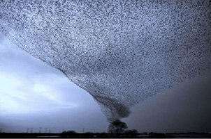 birds.jpg