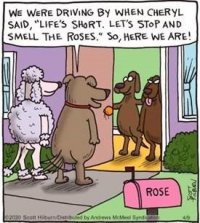 roses.jpg