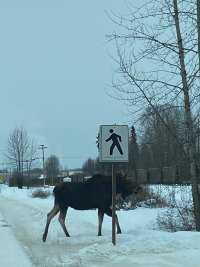 moose.jpg