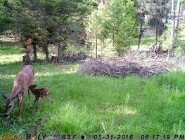 fawn1.JPG