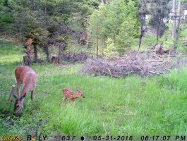 fawn2.JPG