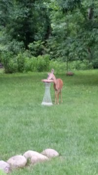 Deer Plate.jpg