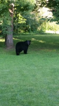 Saw Bear.jpg