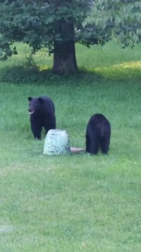 See Bears.jpg