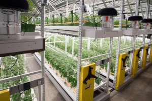 indoor grow.JPG