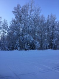 white trees.JPG