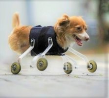 DOG (2).jpg