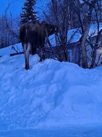 moose.jpg