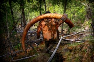 WEB_Tusk.jpg