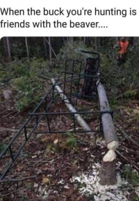 1668352987369.png