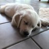 DesignPaws